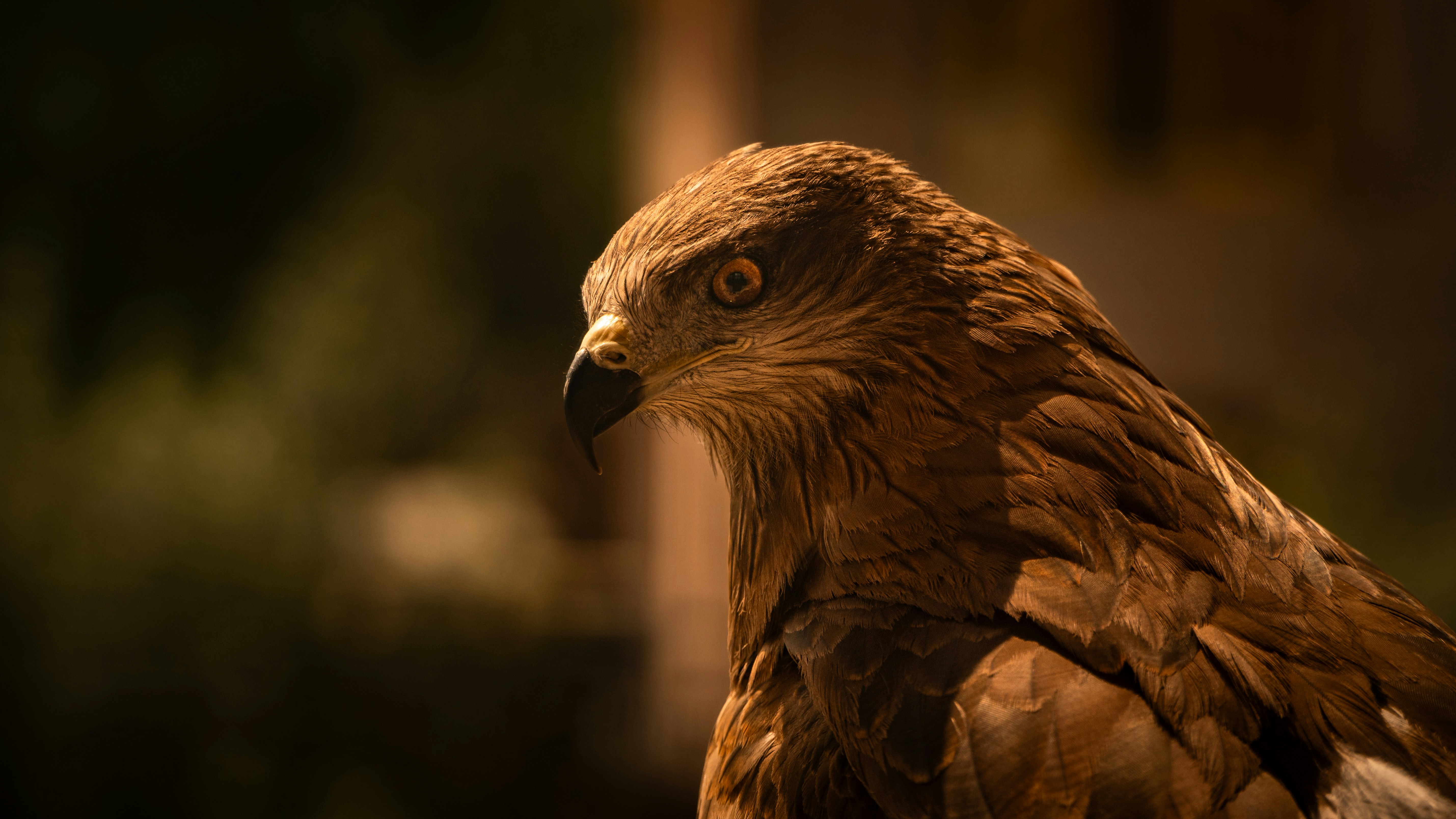 Raptor perched on a tree branch - The Watchful Eye of the Raptor wildlife photography